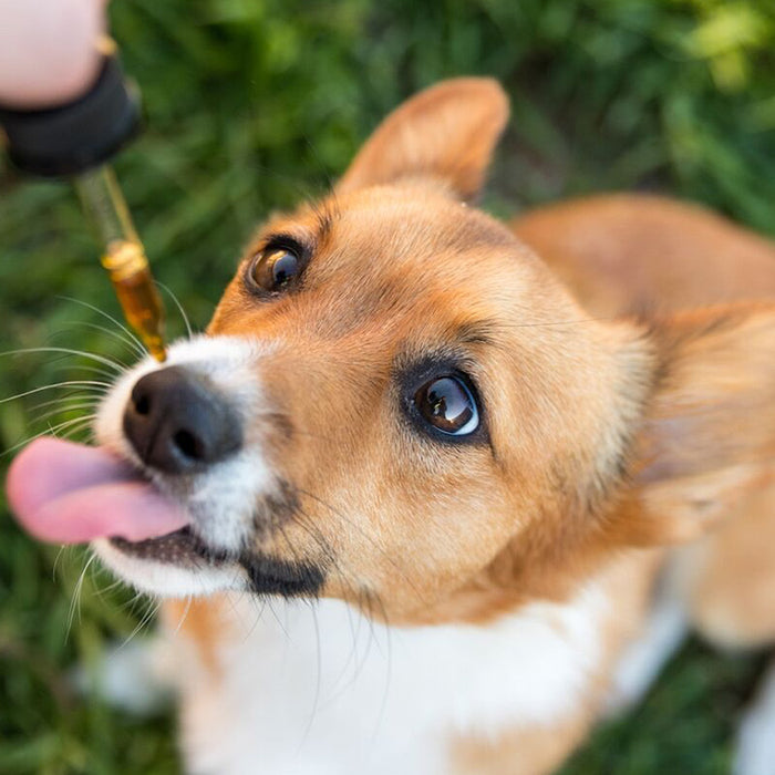 CBD Oil for Dogs: What You Need to Know